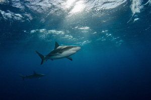 Caribbean reef sharks are patrolling water column in sear... by Dmitry Starostenkov 